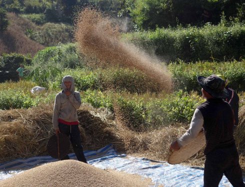 Harvesting of the corn (threshing)
